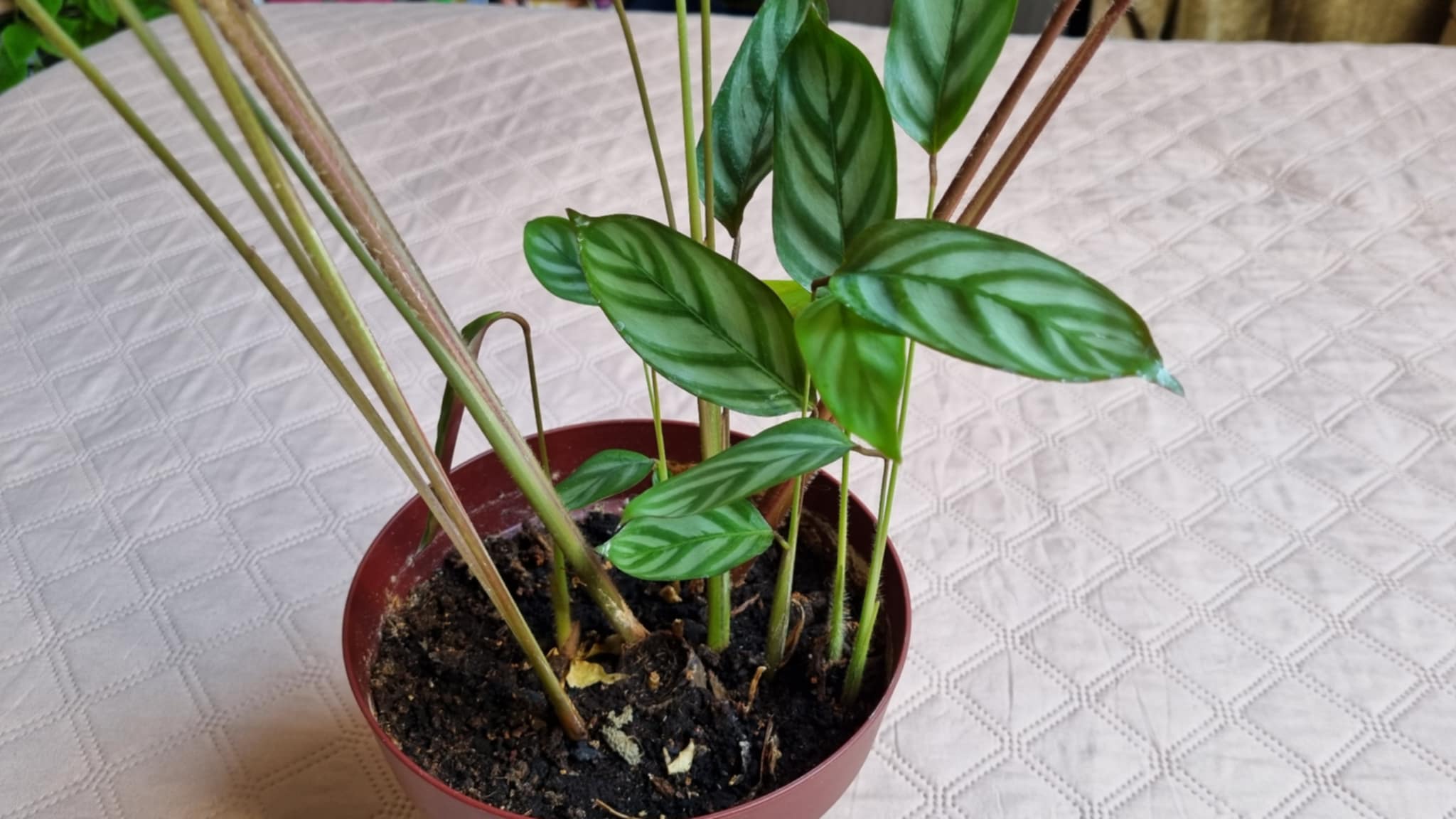 Never Never Plant